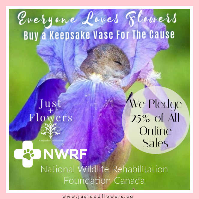 We're Raising Funds for The National Wildlife Rehabilitation Foundation of Canada